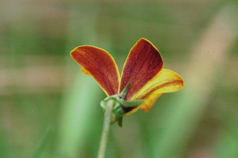 Purpurviolette 6