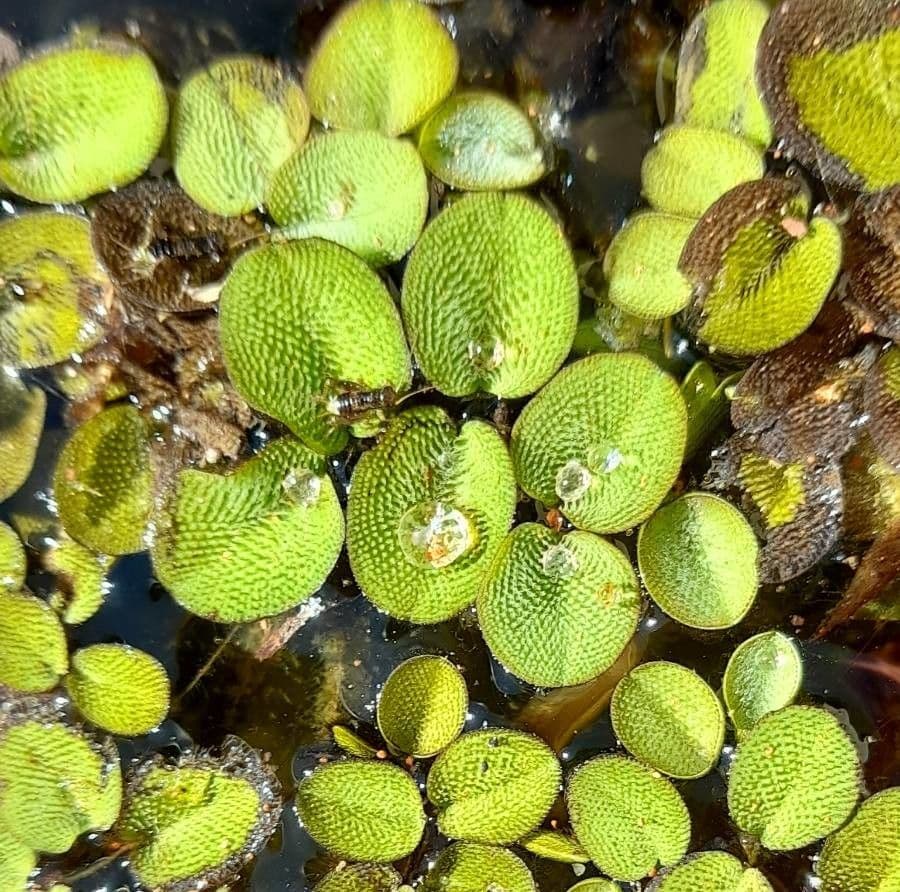 Salvinia minima 9