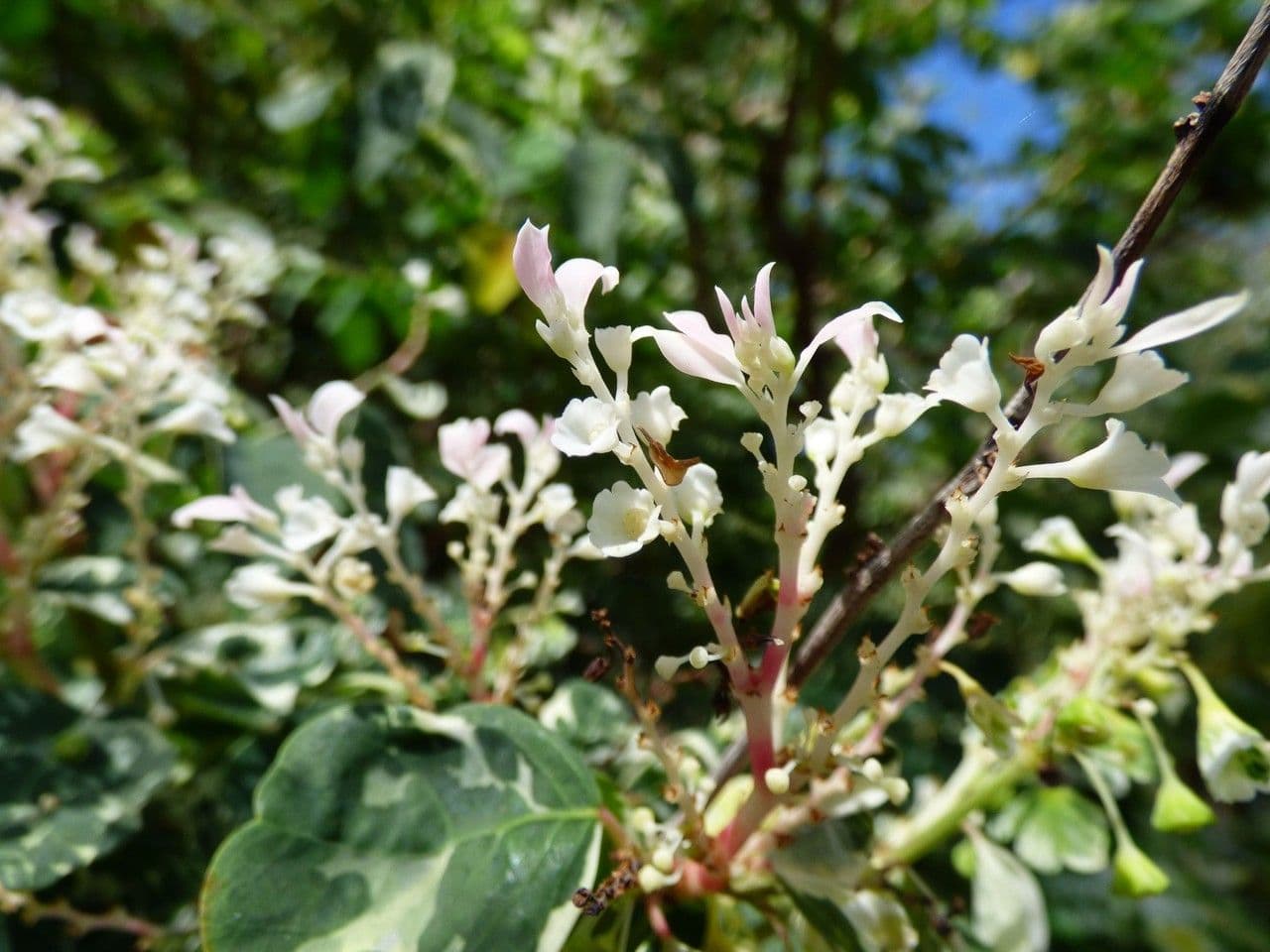 Breynia disticha 2