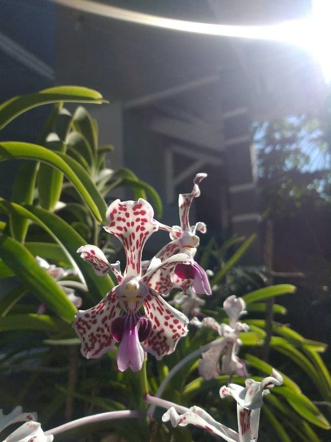 Vanda 4