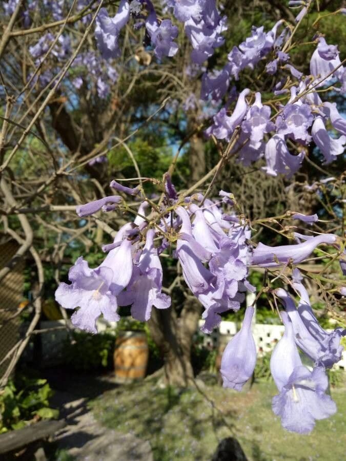 Jacaranda 10