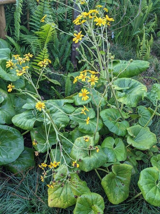 Léopardplant 30