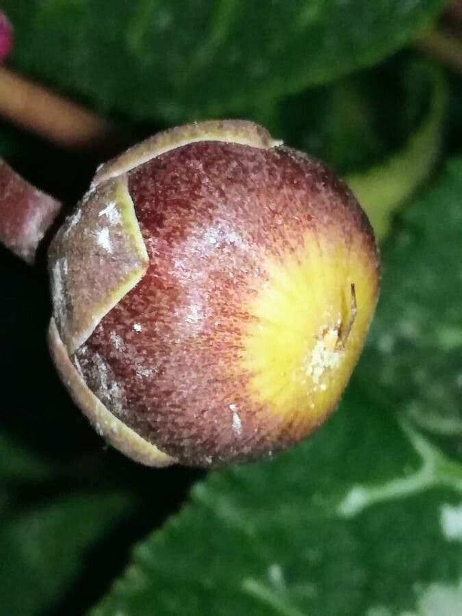 Ciclamino primaverile 5