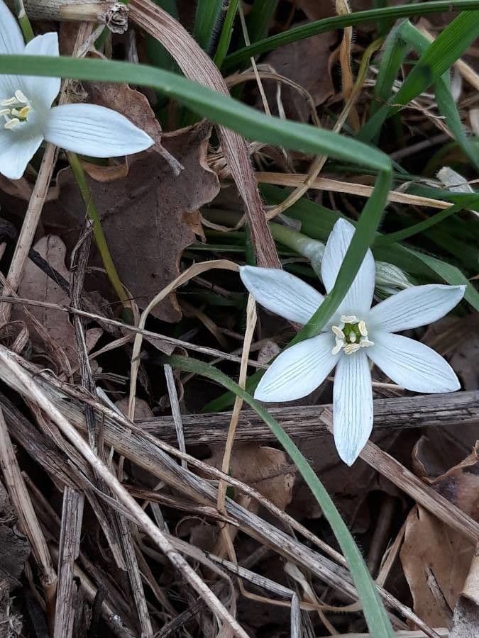Ornithogalum 5