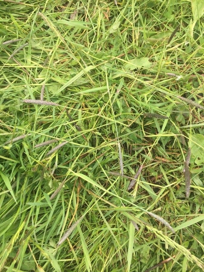 Marsh foxtail 26