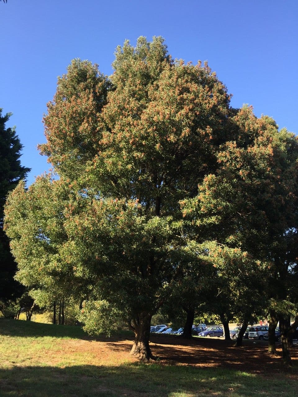 Acacia nera 14