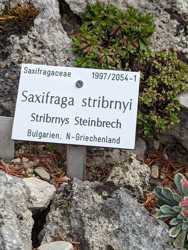 Stribrnys Steinbrech 12