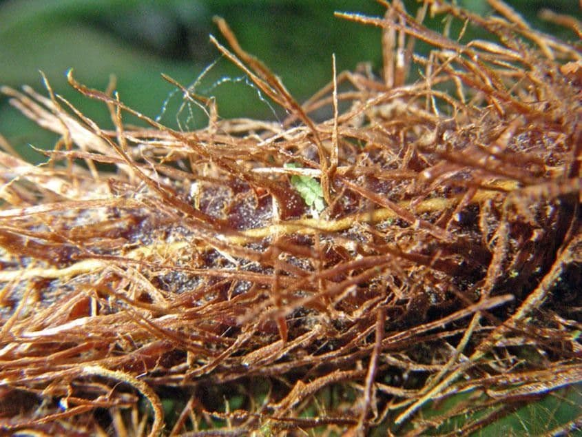 Polybotrya 3