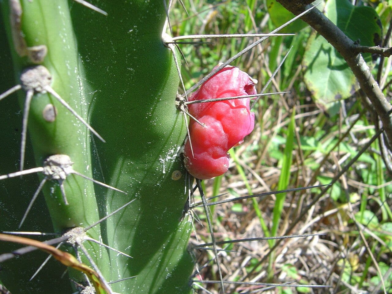 Cereus