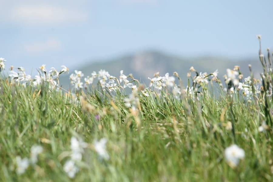 Narciso selvatico 24