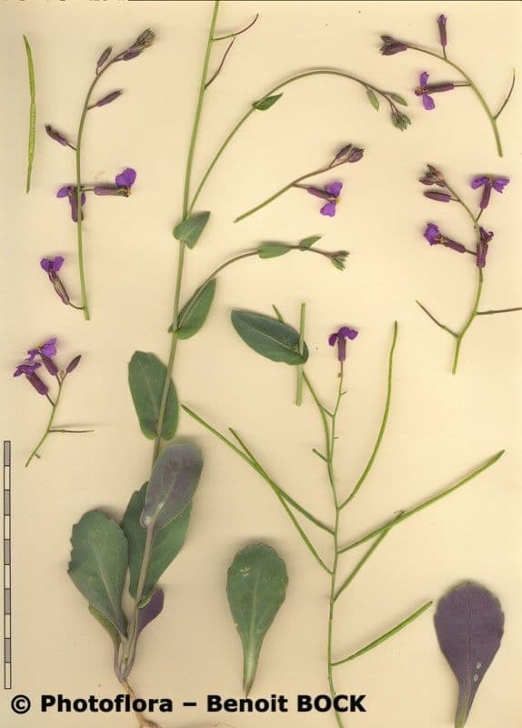 Moricandia 25