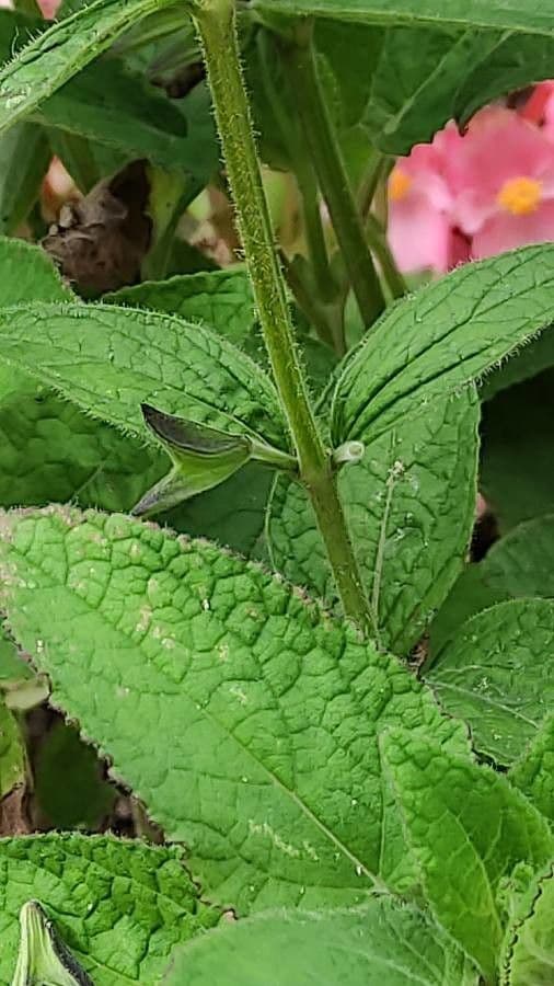 Salvia patens 16