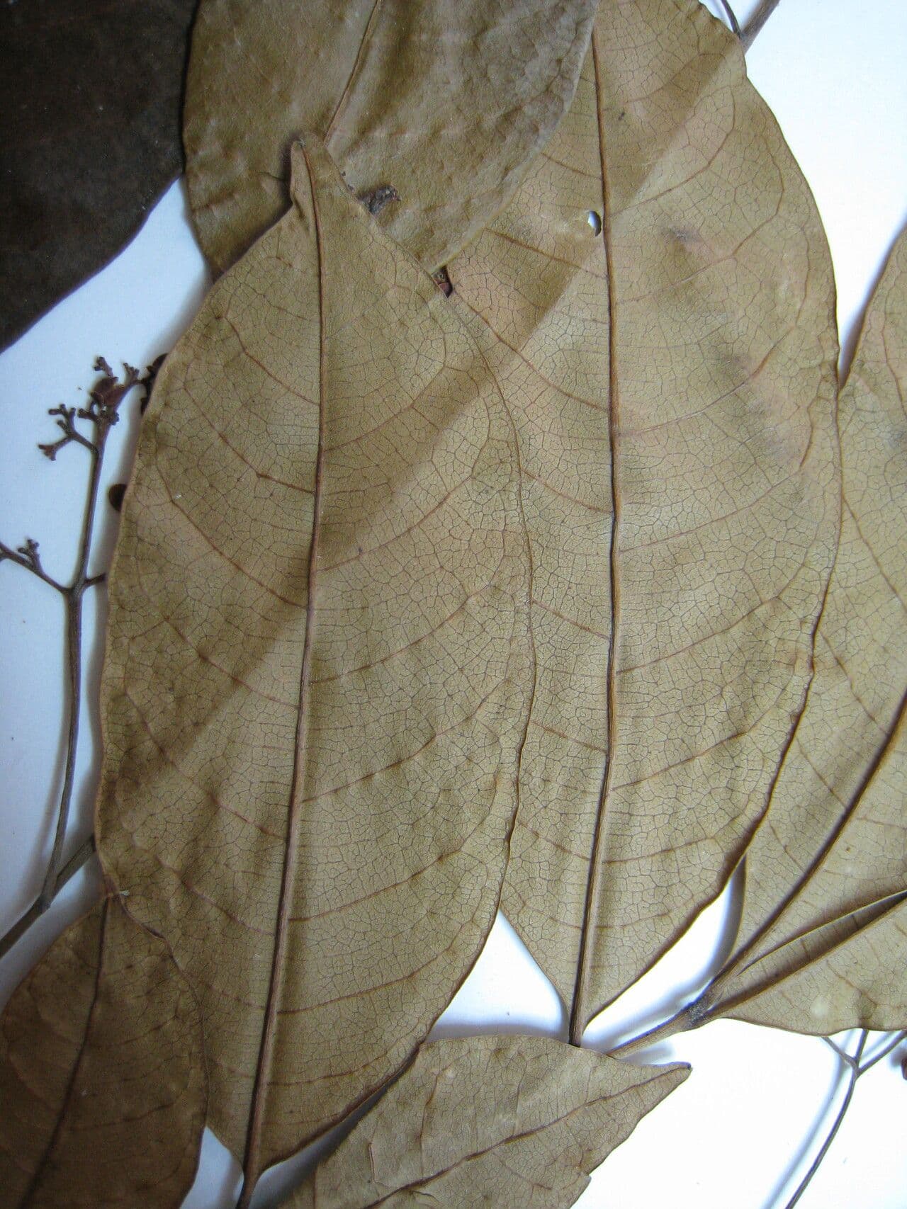 Trichilia cipo 5