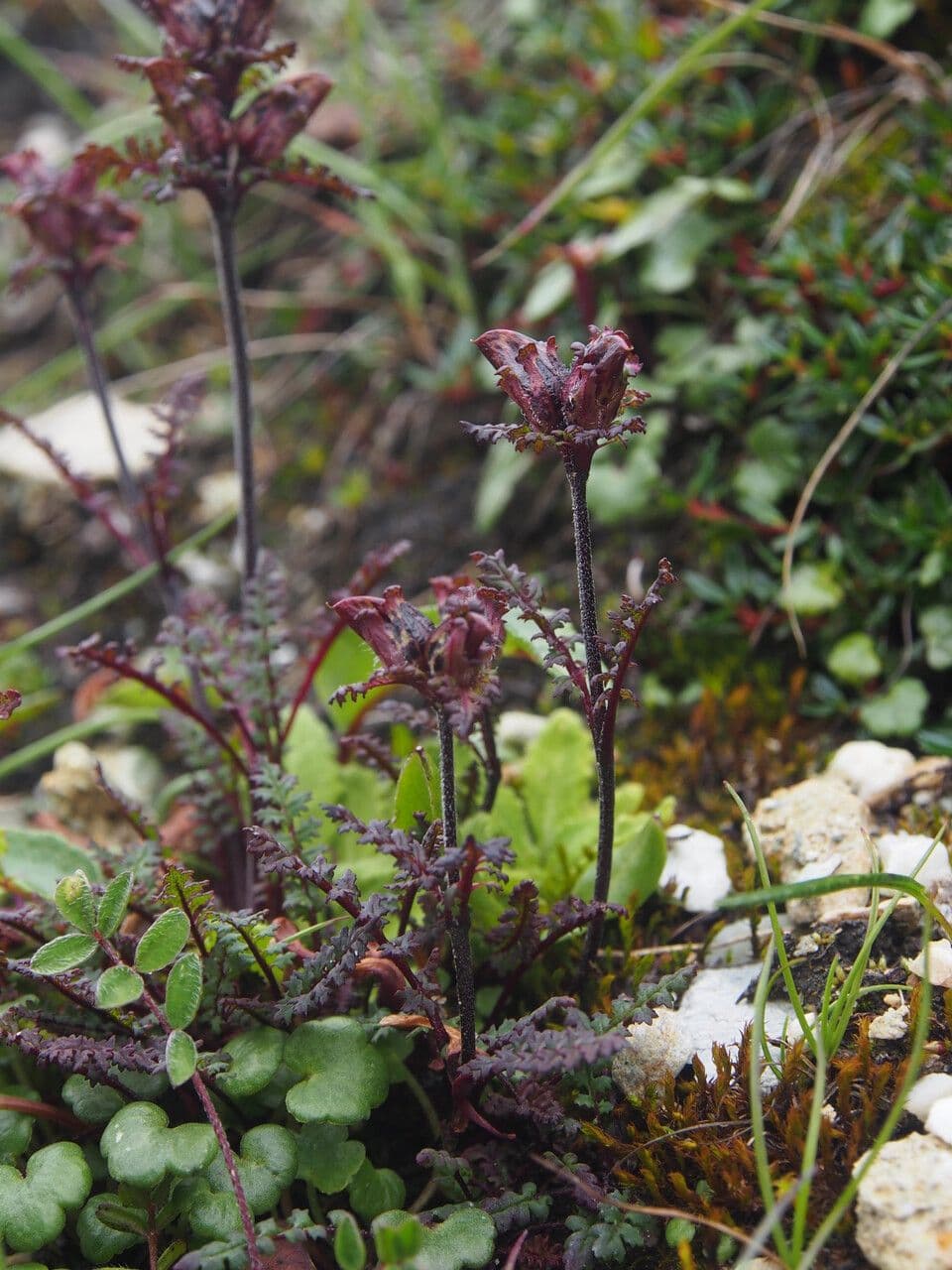 Pedicularis 5