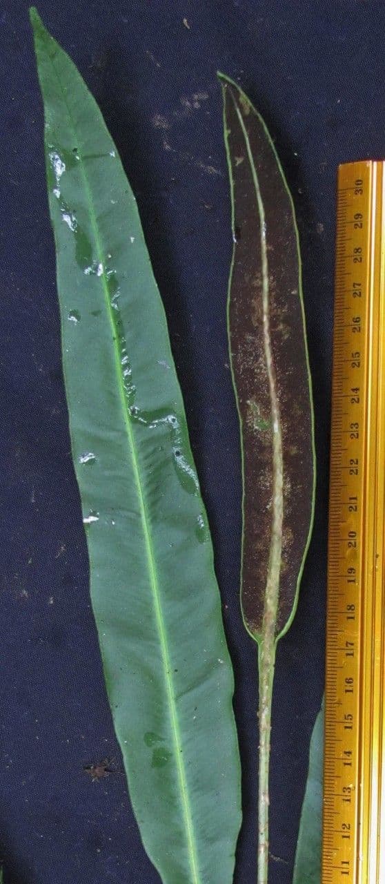 Elaphoglossum 11