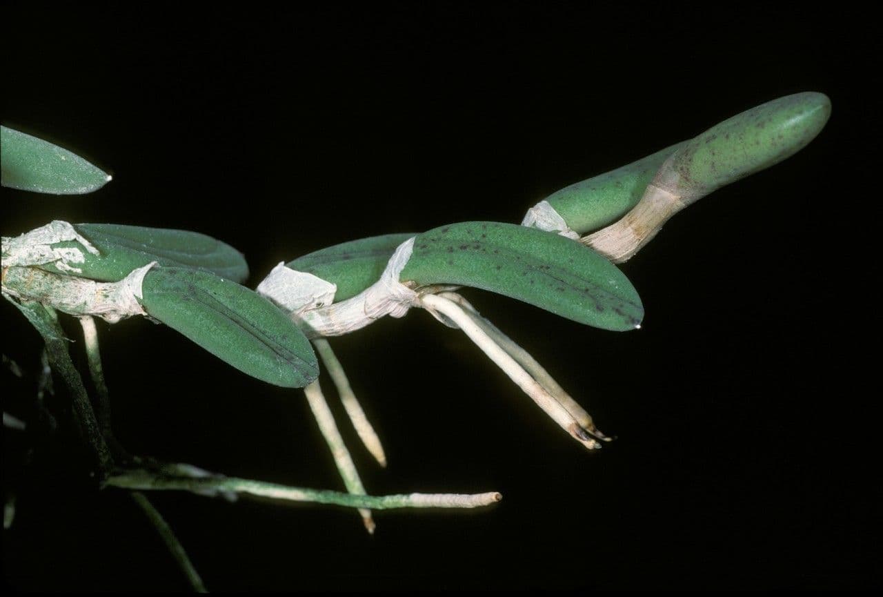 Dendrobium 6
