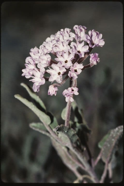 Schmales Sandverbene 2