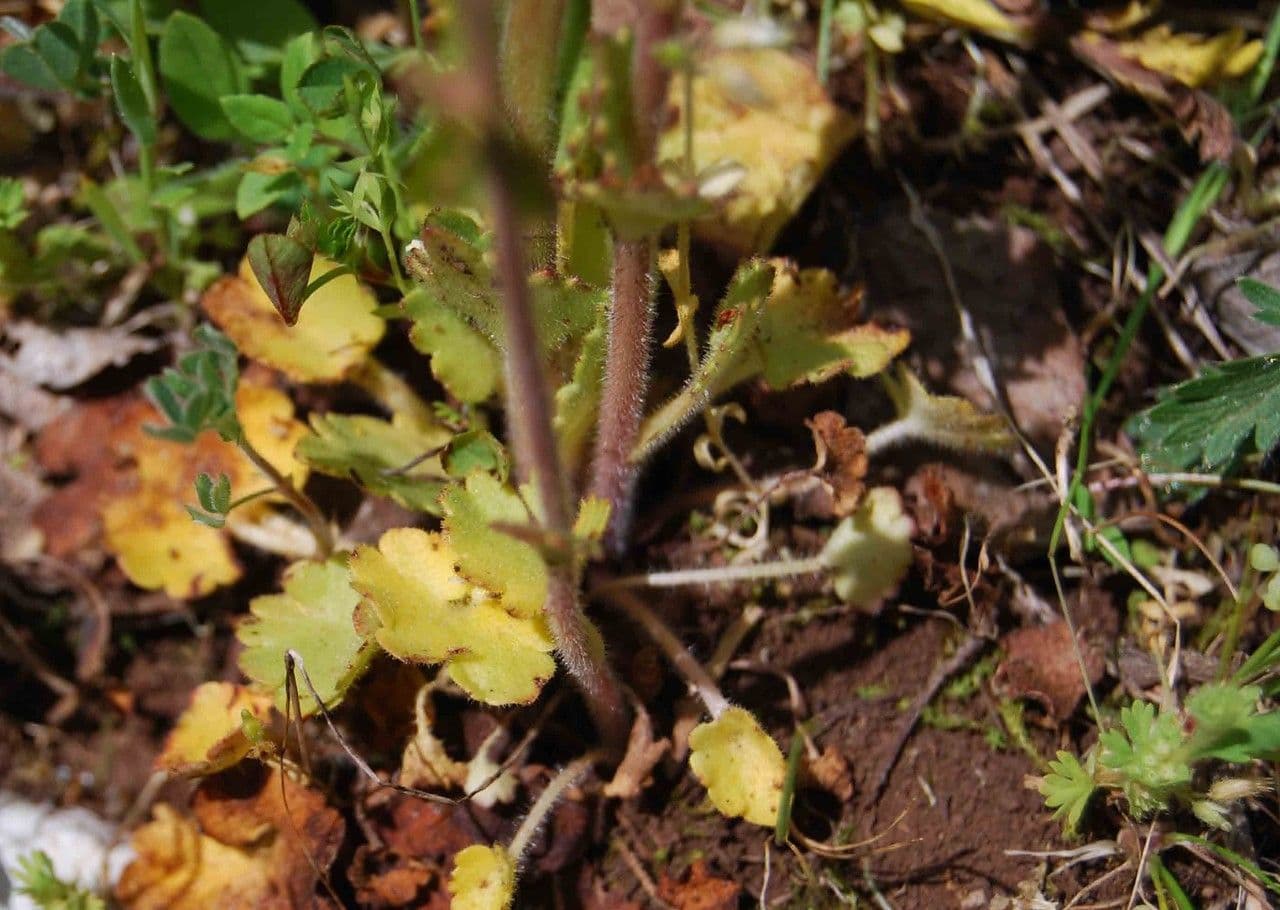 Sassifraga bulbifera 10