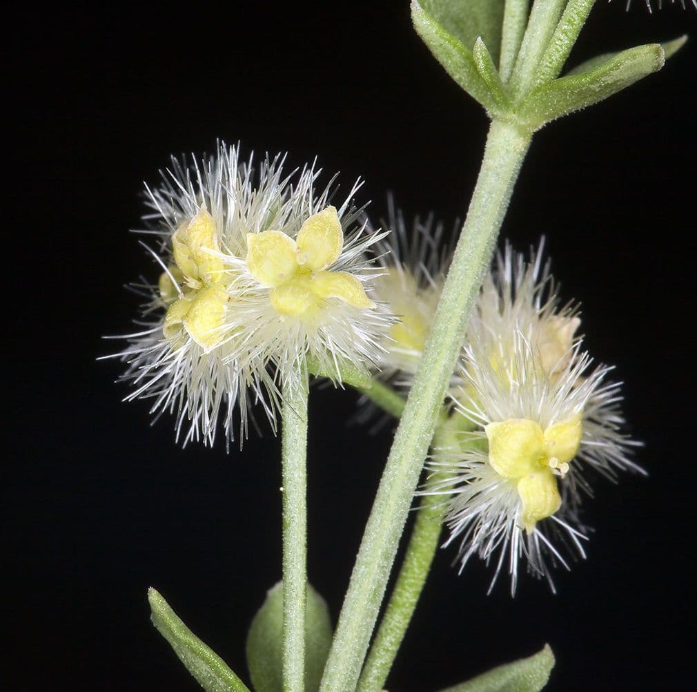 Galium serpenticum