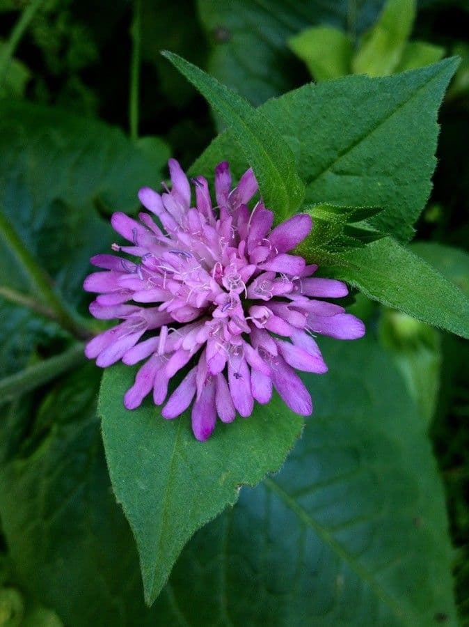 Knautia 6