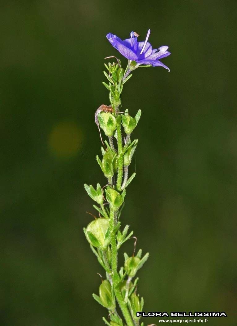 Veronica prostrata 24