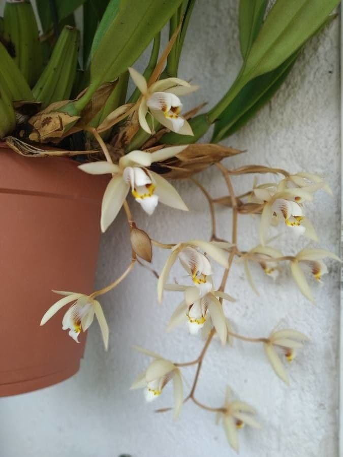 Coelogyne 2