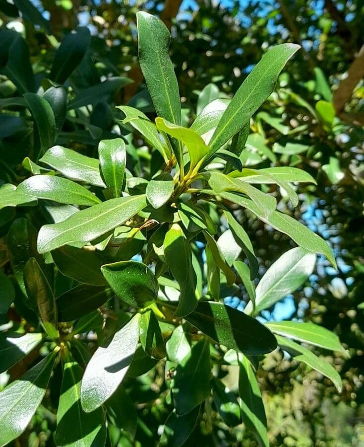 Myrsine 9