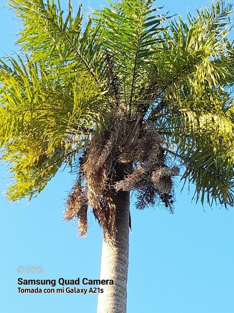 Palma da cocco gialla 8