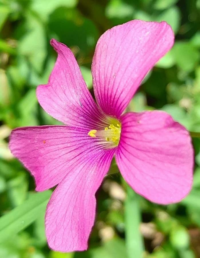 Acetosa 2