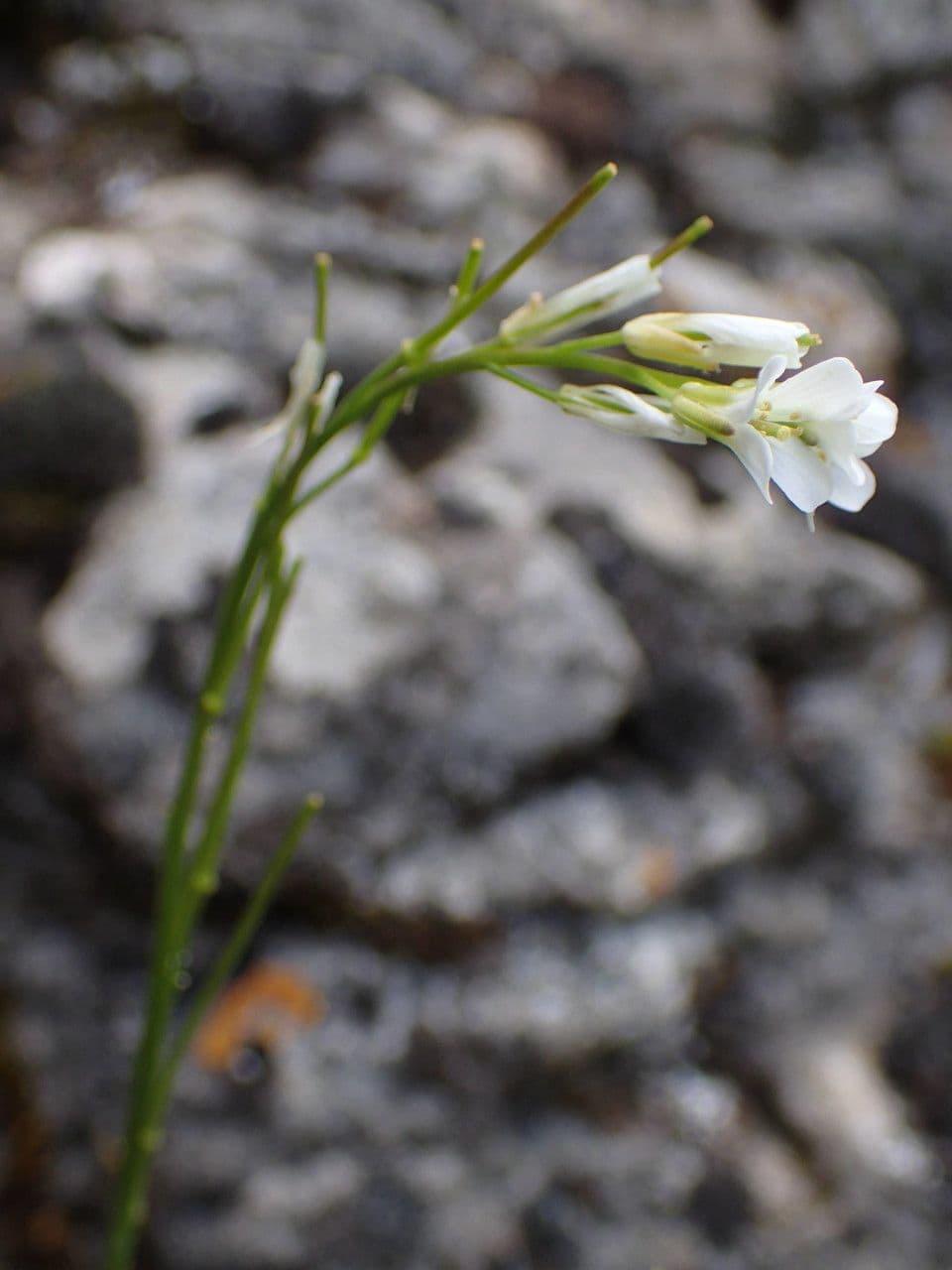 Arabis 6