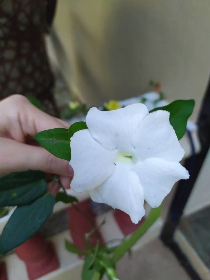 Thunbergia fragrante 6