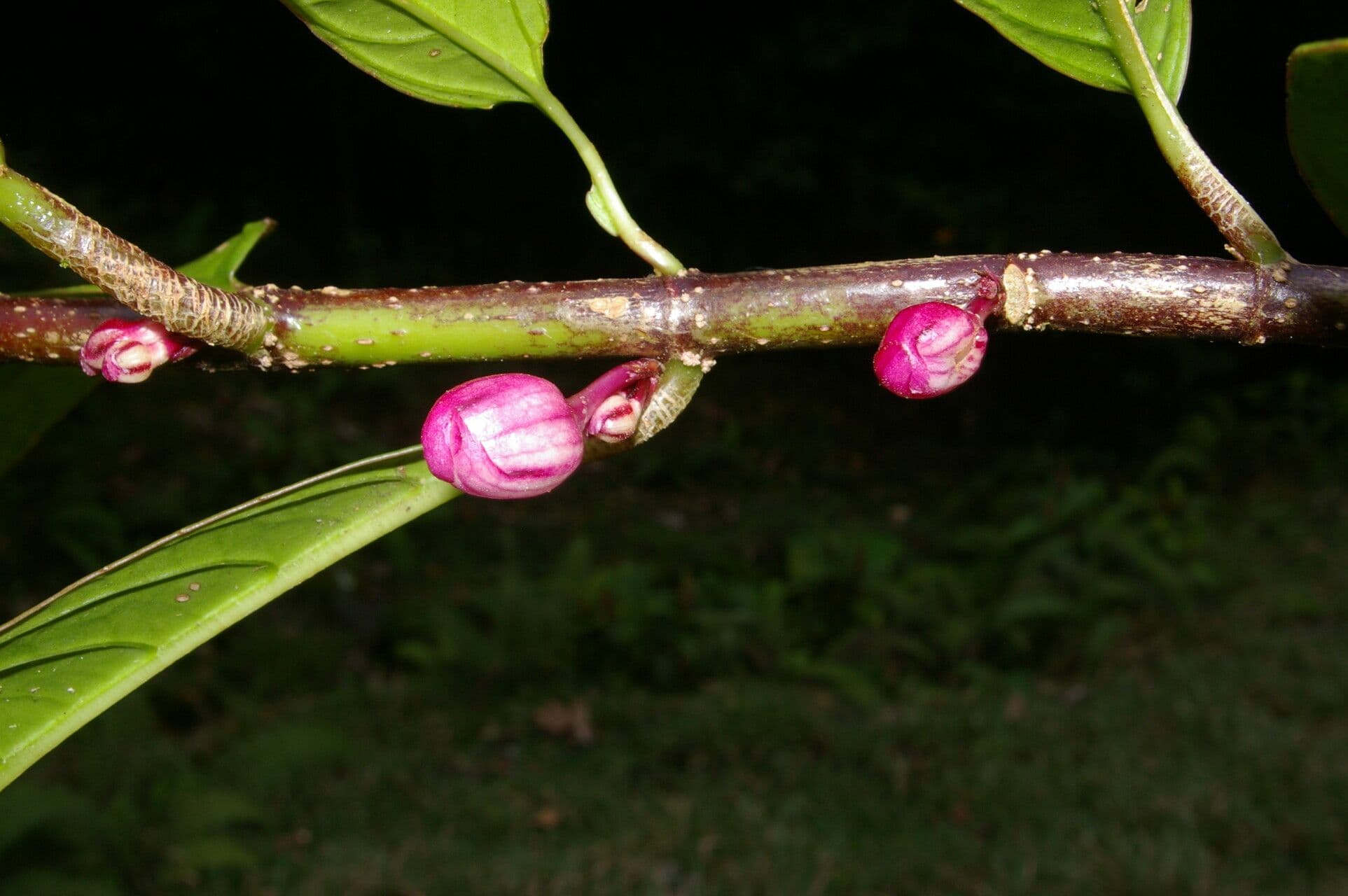 Drymonia