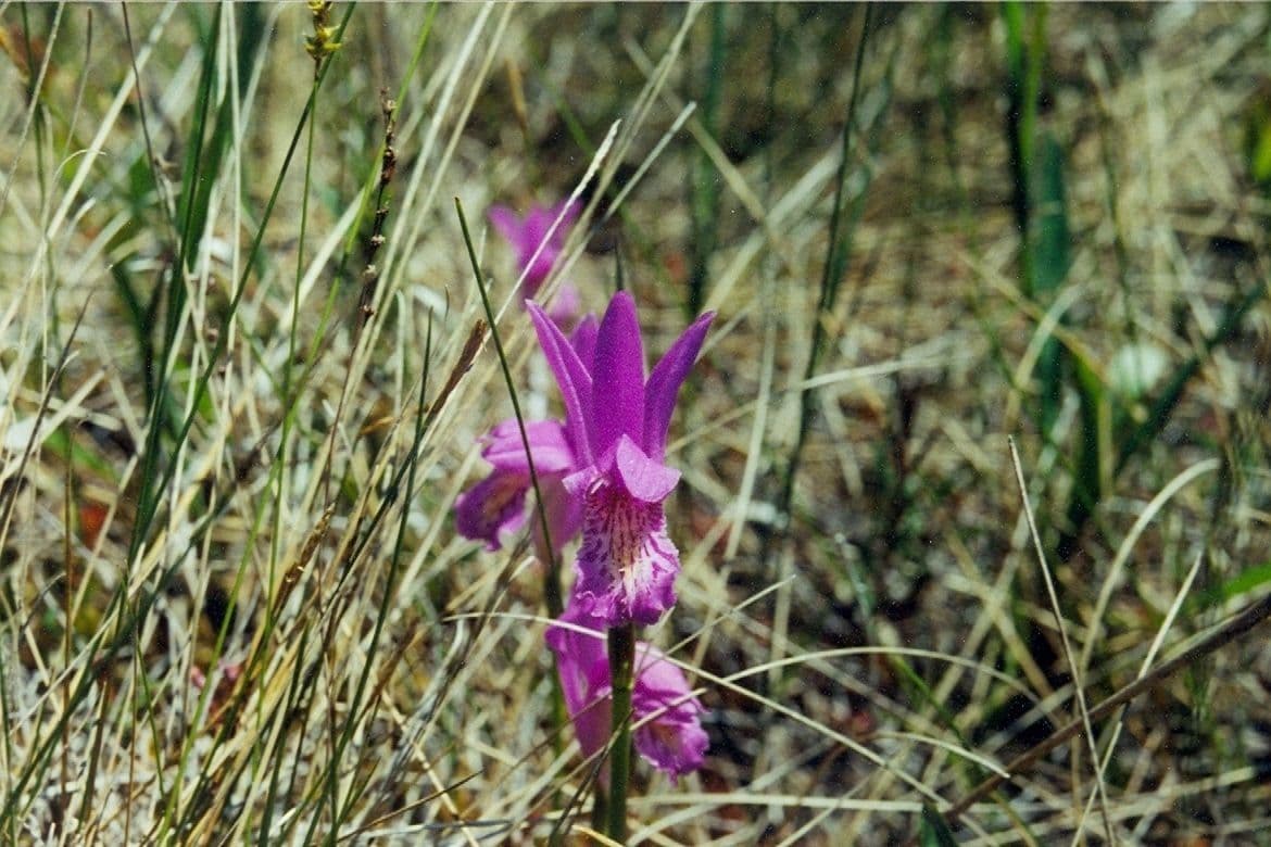 Arethusa bulbosa 2