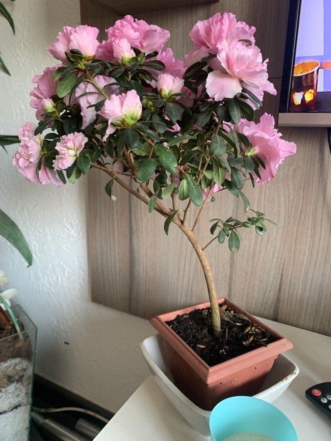 Rhododendron 28