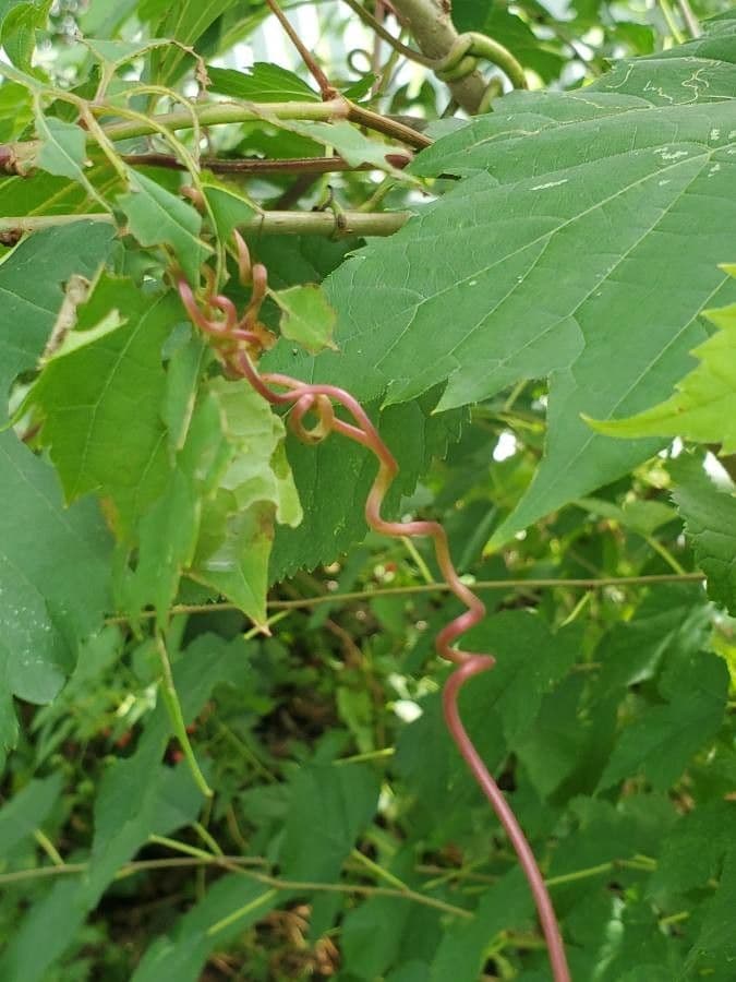 Vite rotondifolia 24