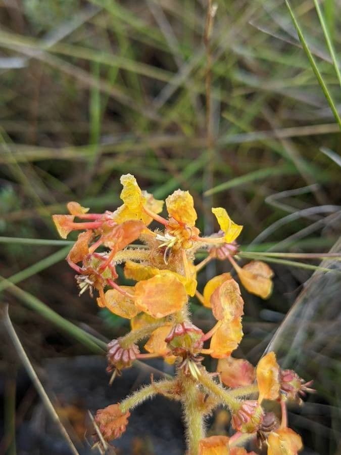 Byrsonima 5