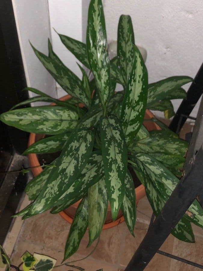 Aglaonema 12