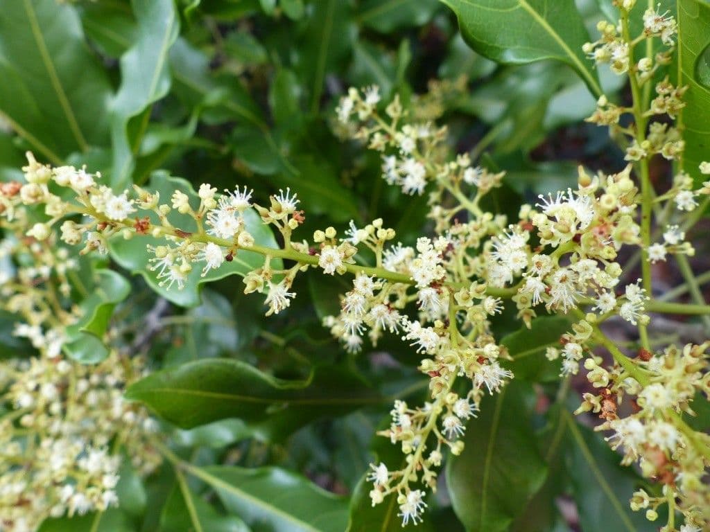 Lepidocupania 3