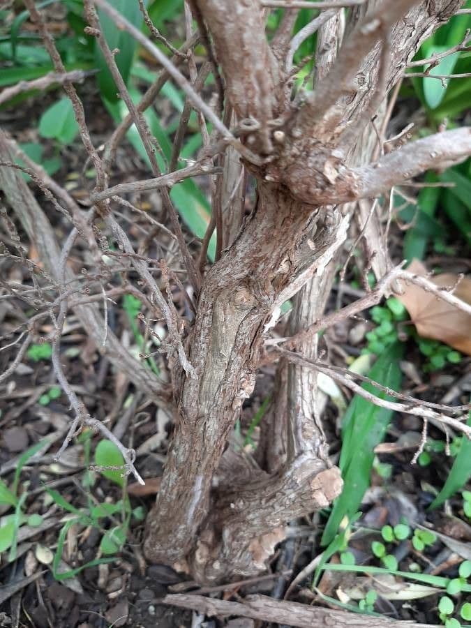 Rote Escallonie 23