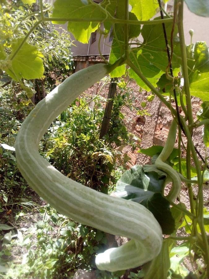 Zucca annuale 3