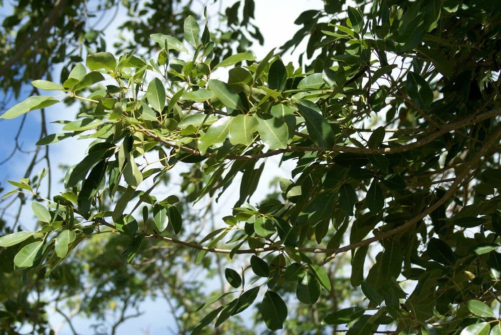 Roble blanco 28