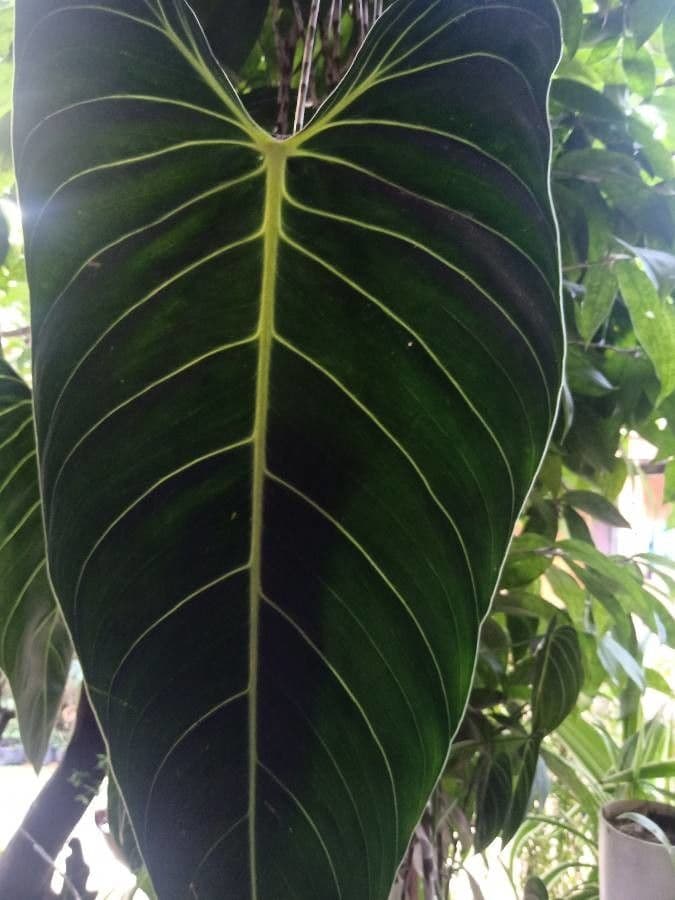 Schwarzgold-Philodendron 3
