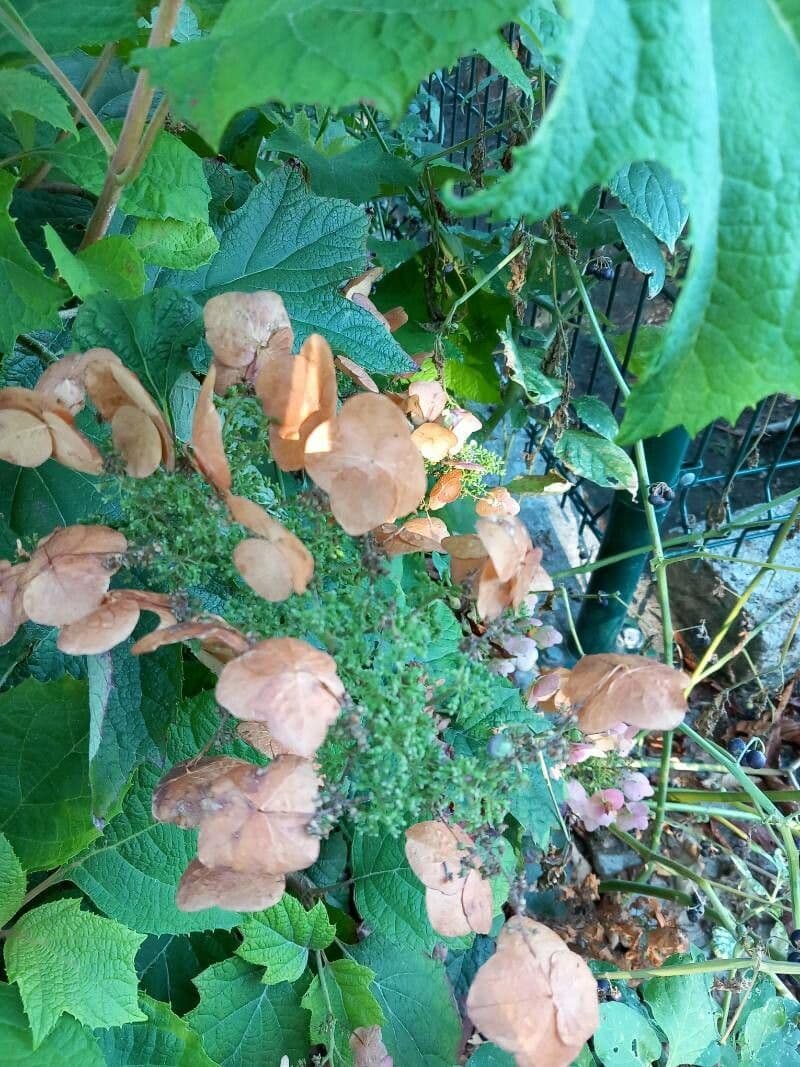 Hortenzie" 5