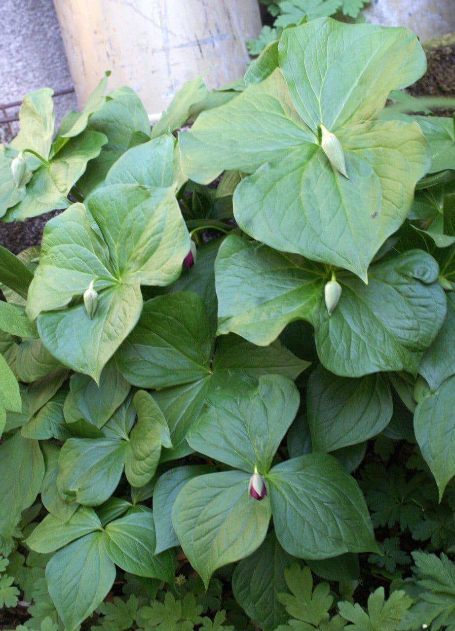Trillium eretto 12
