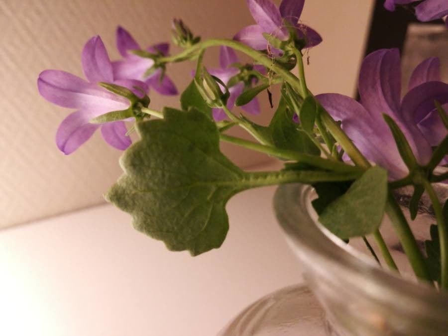 Kriechende Glockenblume 13