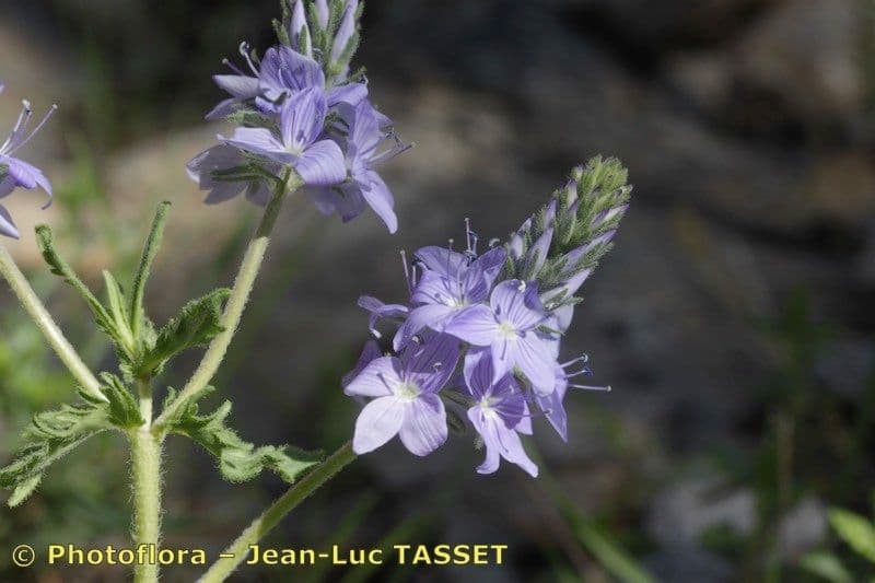 Veronica orsiniana 4