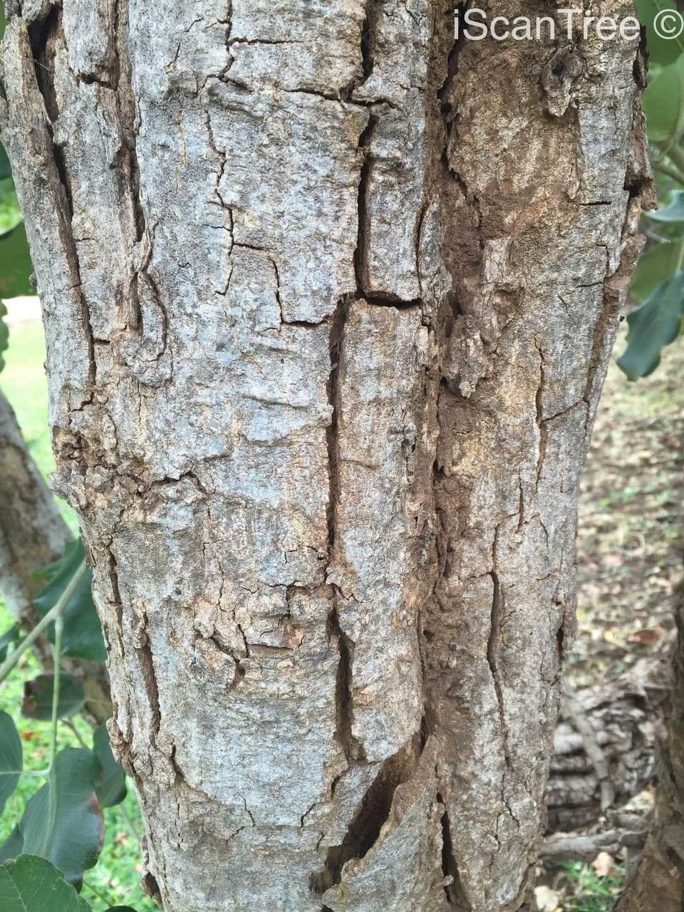 Hülsenbaum 23