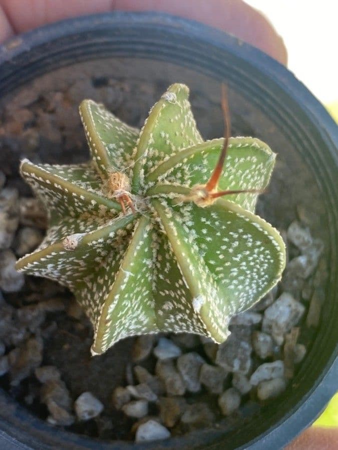 Cactus testa di capra 12