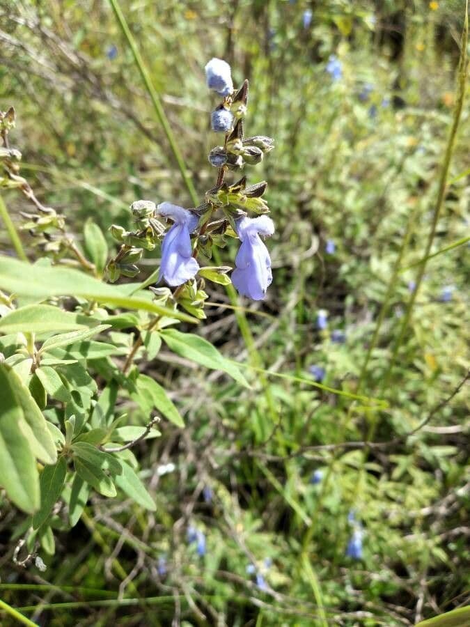 Salvia azurea 5