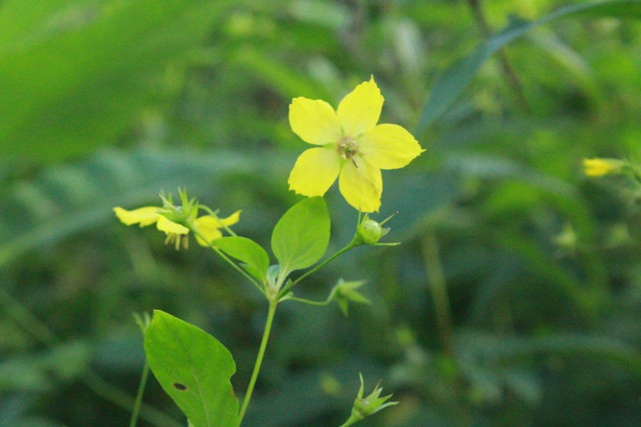 Lisimachia ciliata 11